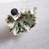 Wondering People_Seaweed Green Spotted Sea Anenome Wall Light_3