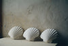 Wondering People_Scallop Shell_88