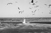 Wondering People_Seagulls At Portobello Beach_159