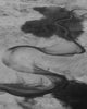 Wondering People_Abstract Aerial_1