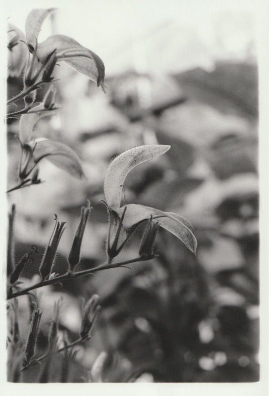 Wondering People_Bud_7