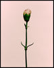 Wondering People_Carnation_1