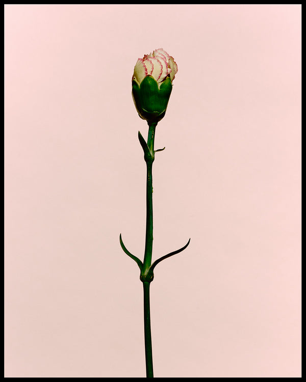 Wondering People_Carnation_3