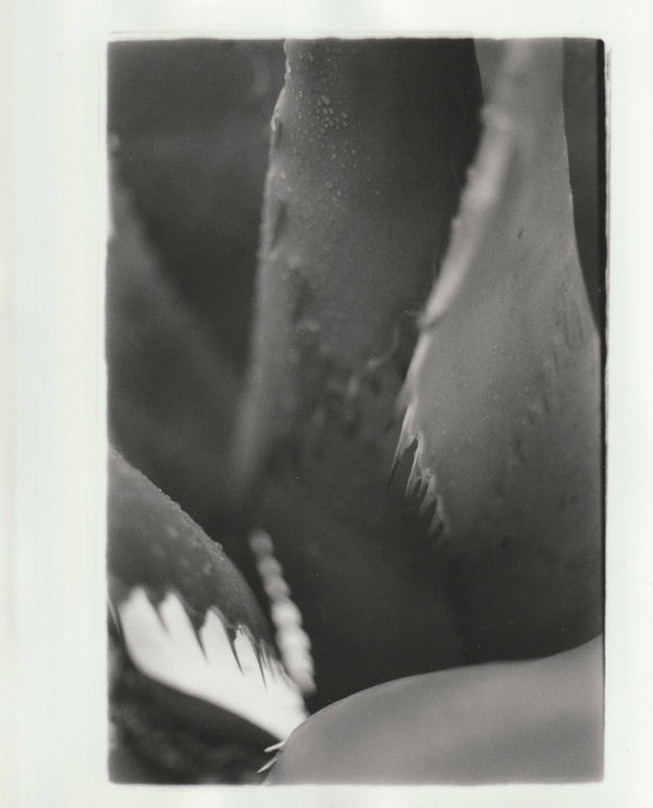 Wondering People_Century Plant II_5