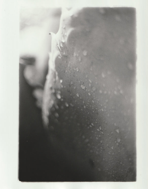 Wondering People_Century Plant IV_4