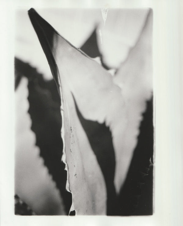 Wondering People_Century Plant I_6