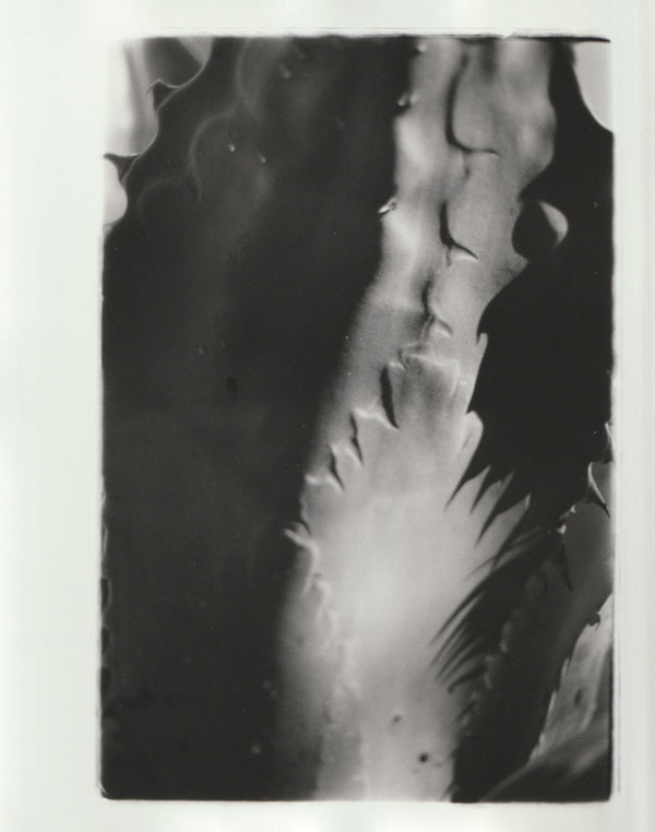 Wondering People_Century Plant VI_7