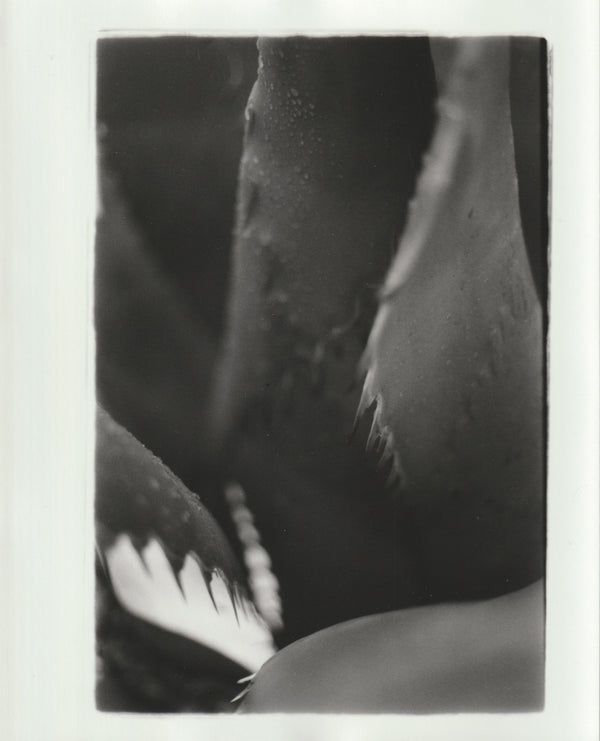 Wondering People_Century Plant V_3