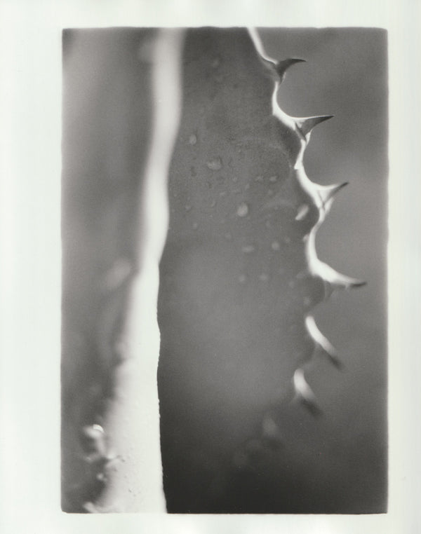 Wondering People_Century Plant X_6