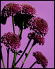 Wondering People_Chrysanthemum_1