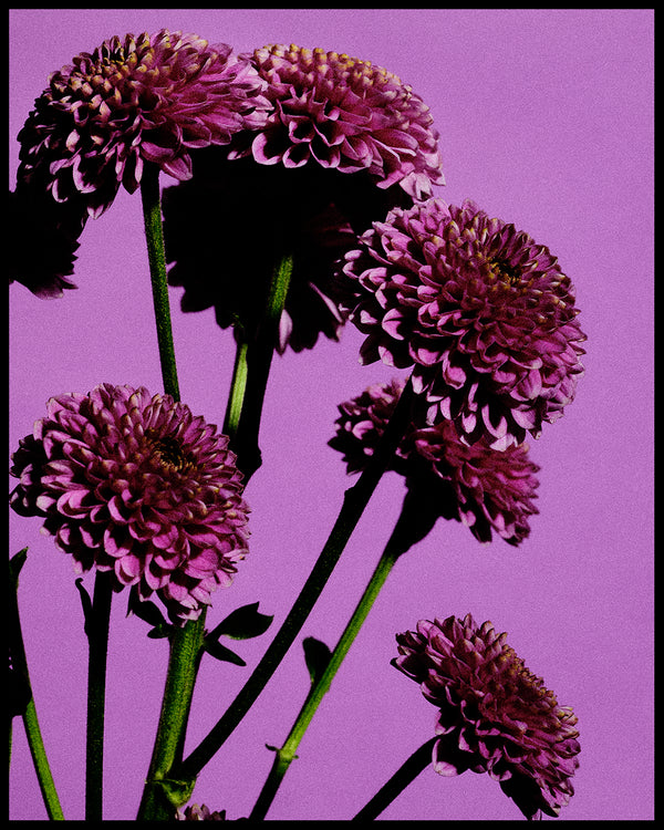 Wondering People_Chrysanthemum_4