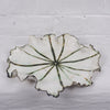 Wondering People_Seaweed Green Jellyfish Platter_2