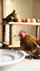 Wondering People_Egg Rack_3