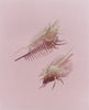 Wondering People_Comb Murex, Swim to Me_303