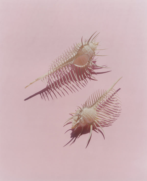 Wondering People_Comb Murex, Swim to Me_17