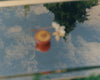 Wondering People_An Apricot_70