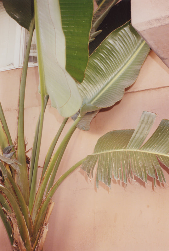 Wondering People_Stalk, Blank_15