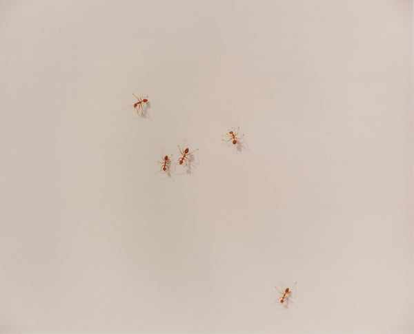 Wondering People_Fire Ants, Swim to Me_9