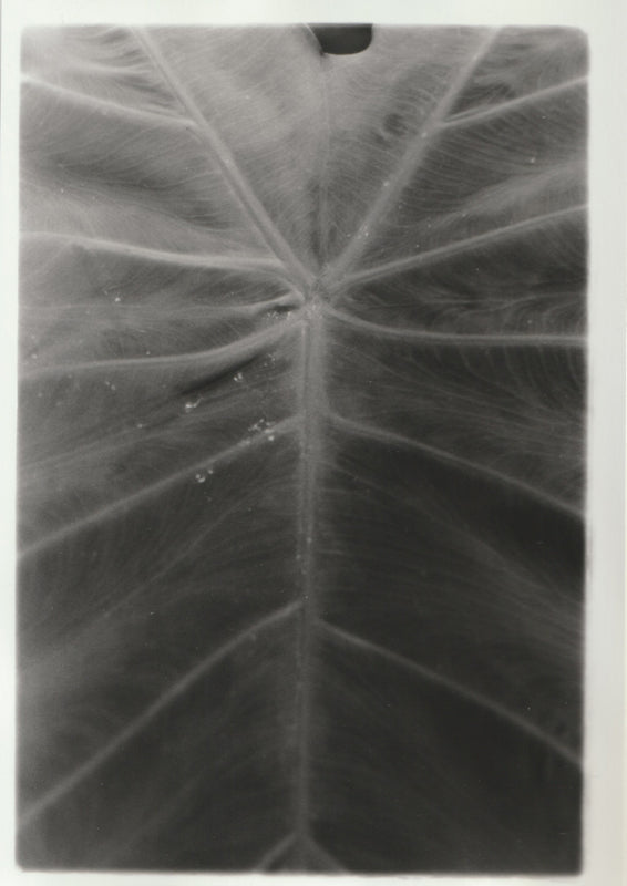 Wondering People_Elephant Ear I_2