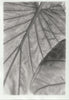 Wondering People_Elephant Ear II_421