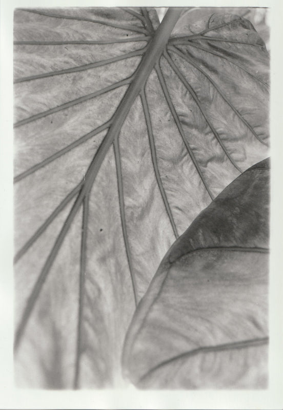 Wondering People_Elephant Ear II_5