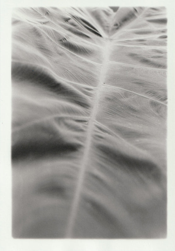 Wondering People_Elephant Ear III_4