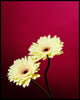 Wondering People_Gerbera_1