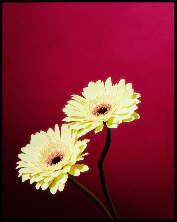 Wondering People_Gerbera_5