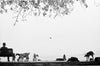 Wondering People_Goats at Fort Kochi_404