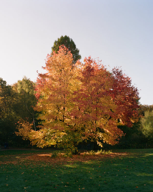 Wondering People_Heath II_10