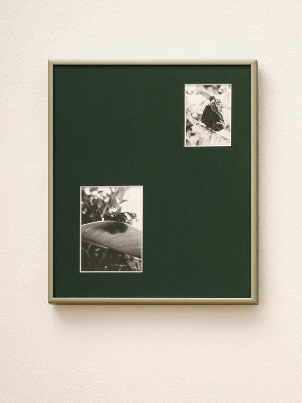 Wondering People_Horniman Butterfly House (Egg Fly, Morpho)_9