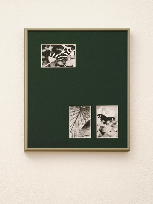 Wondering People_Horniman Butterfly House (Zebra Longwing, Elephant Ear, Egg Fly)_10