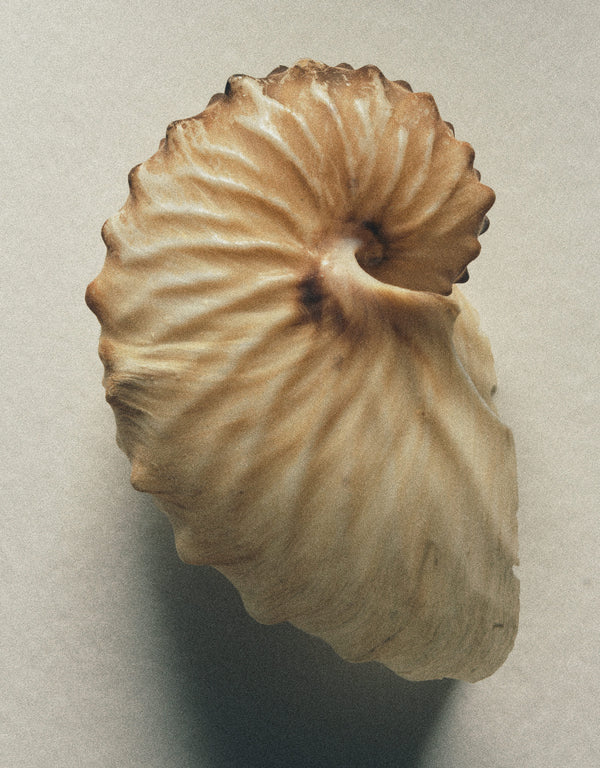 Wondering People_Shell No. 3_4