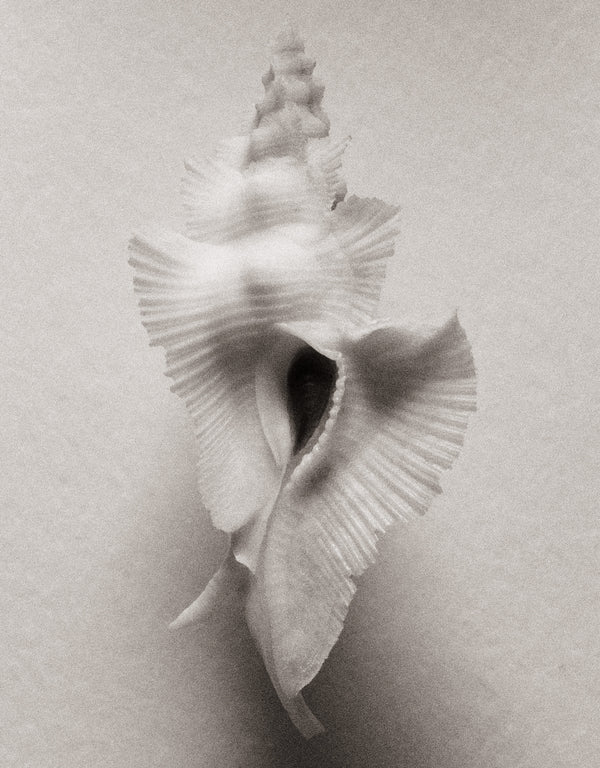 Wondering People_Shell No. 1_5