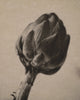 Wondering People_Artichoke_1