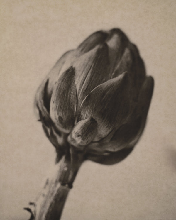 Wondering People_Artichoke_4