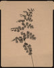 Wondering People_Fern I_1