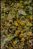 Wondering People_Ditch Weed Sedona_370