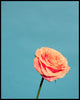 Wondering People_Orange Rose_1