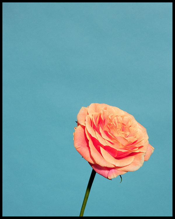Wondering People_Orange Rose_2