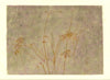 Wondering People_Peckham Rye Rose_969