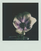 Wondering People_Polaroid I_1