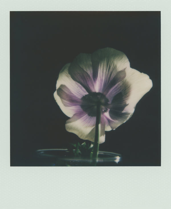 Wondering People_Polaroid I_1