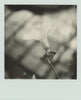 Wondering People_Polaroid II_1