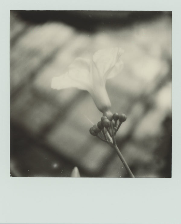 Wondering People_Polaroid II_2