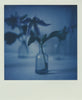 Wondering People_Polaroid III_1