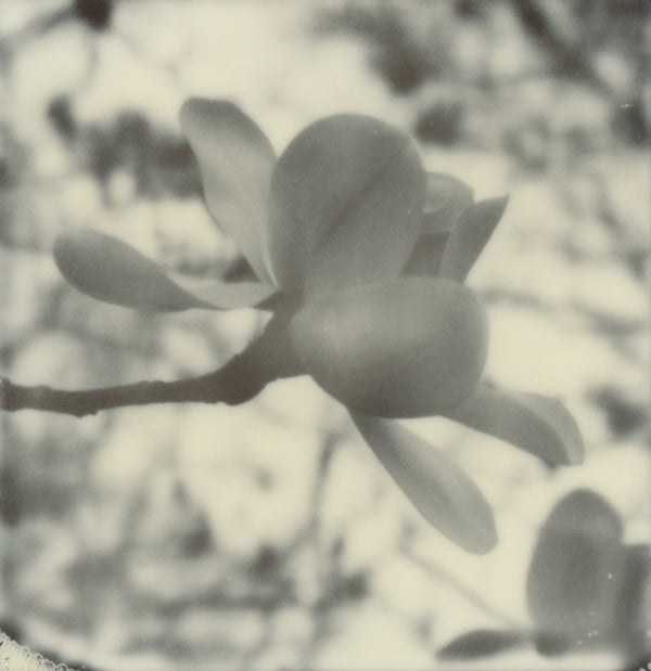 Wondering People_Polaroid #4_3