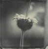 Wondering People_Polaroid #5_1