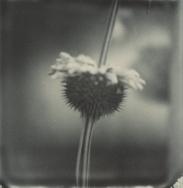 Wondering People_Polaroid #5_2
