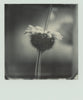 Wondering People_Polaroid #5_2